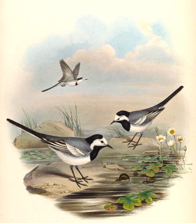 Lavandera blanca (Lavandera pía) Motacilla alba Linnaeus de John Gould